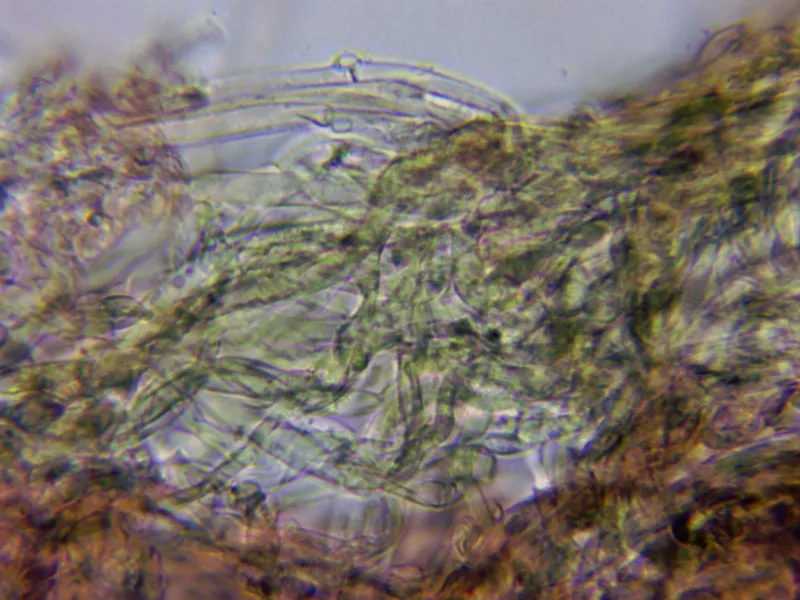 Arrhenia rustica 10 - Hifas estípite